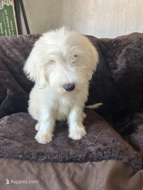 Tori – Old English Sheepdog puppy for sale in Victorville, CA