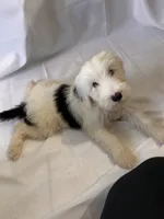 Ponyo, a female Old English Sheepdog for sale in Victorville, CA – 1 of 1