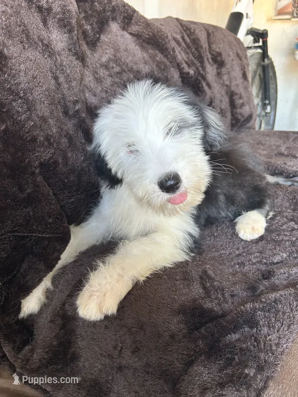 Pinky – Old English Sheepdog puppy for sale in Victorville, CA