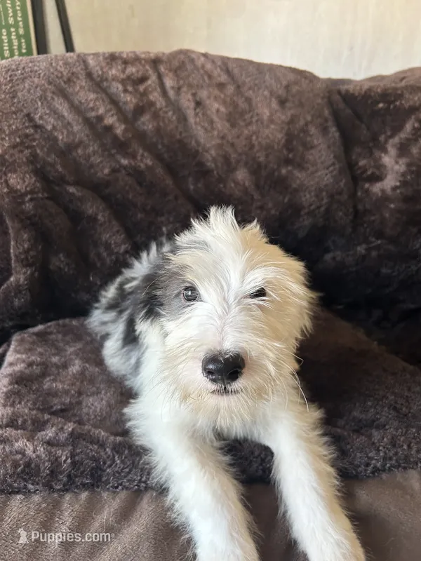 Moo – Old English Sheepdog puppy for sale in Victorville, CA