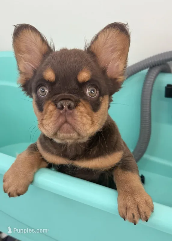 Mocha – French Bulldog puppy for sale in Leesville, LA
