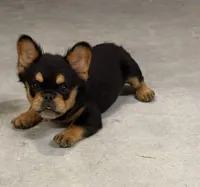 Puma, a female French Bulldog for sale in Leesville, LA – 2 of 3