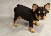 Puma, a female French Bulldog for sale in Leesville, LA – 3 of 3