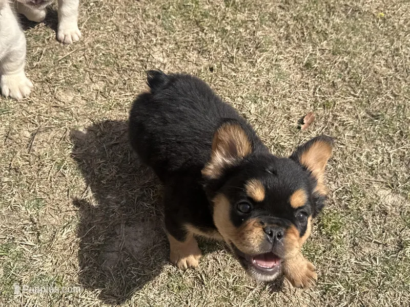 Puma – French Bulldog puppy for sale in Leesville, LA