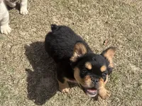 Puma, a female French Bulldog for sale in Leesville, LA – 1 of 3