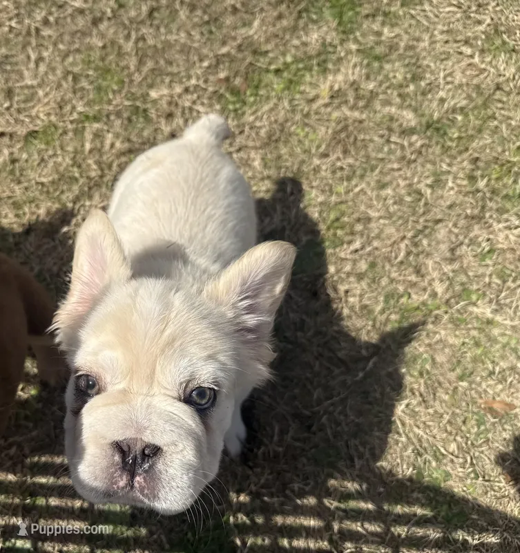 Marshmallow  – French Bulldog puppy for sale in Leesville, LA