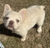 Snow, a female French Bulldog for sale in Leesville, LA – 3 of 3