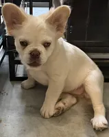 Snow, a female French Bulldog for sale in Leesville, LA – 2 of 3