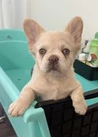 Snow, a female French Bulldog for sale in Leesville, LA – 1 of 3
