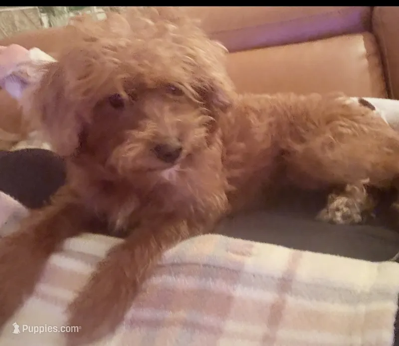 Maple – Poodle - Toy  puppy for sale in Ormond Beach, FL