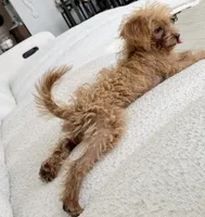 Maple, a female Poodle - Toy  for sale in Ormond Beach, FL – 5 of 5