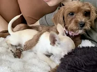 Maple, a female Poodle - Toy  for sale in Ormond Beach, FL – 4 of 5
