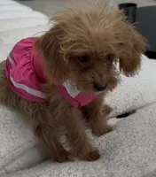 Maple, a female Poodle - Toy  for sale in Ormond Beach, FL – 2 of 5