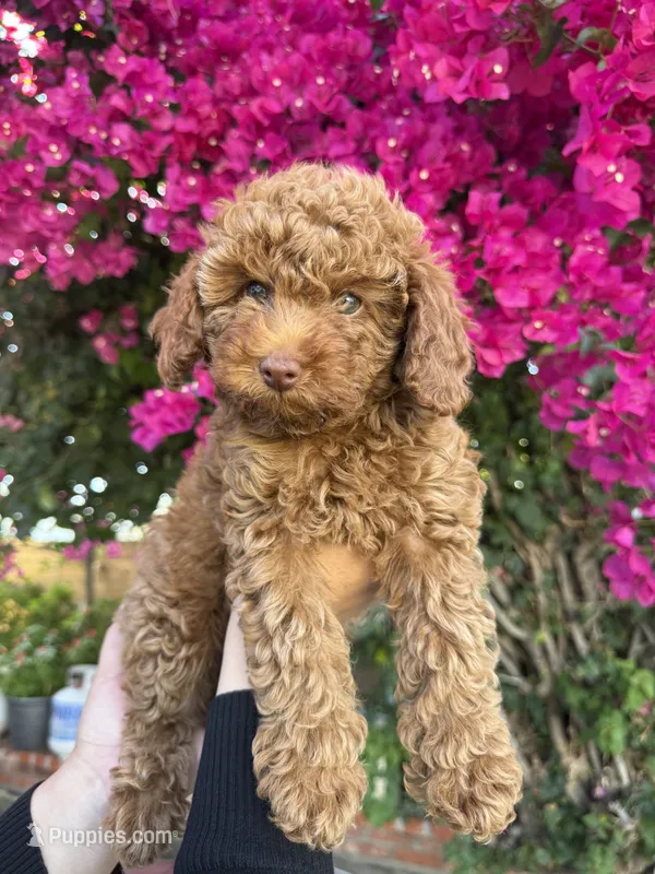 No name  – Poodle - Toy  puppy for sale in Sylmar, CA