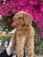 No name , a female Poodle - Toy  for sale in Sylmar, CA – 2 of 2
