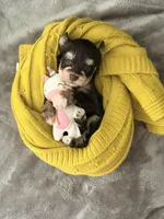 Chocolate with tan markings, a female Miniature Schnauzer for sale in Jacksonville, TX – 2 of 2