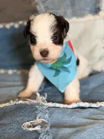 Chocolate Parti, a female Miniature Schnauzer for sale in Jacksonville, TX – 1 of 1