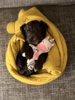 Chocolate, a female Miniature Schnauzer for sale in Jacksonville, TX – 2 of 2