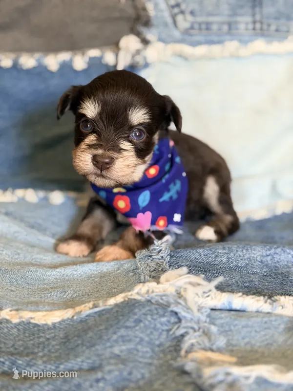 Chocolate with tan markings – Miniature Schnauzer puppy for sale in Jacksonville, TX