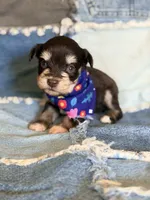 Chocolate with tan markings, a female Miniature Schnauzer for sale in Jacksonville, TX – 1 of 2