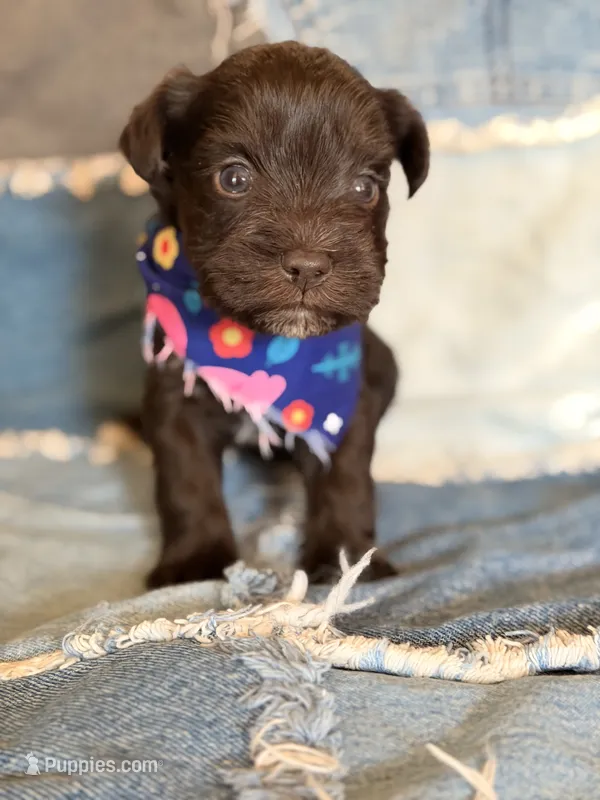 Chocolate – Miniature Schnauzer puppy for sale in Jacksonville, TX