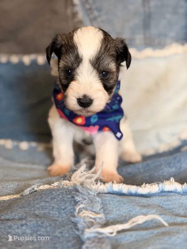 Salt & Pepper Parti – Miniature Schnauzer puppy for sale in Jacksonville, TX