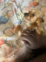Yorkie, a male Yorkshire Terrier for sale in Colorado Springs, CO – 4 of 4