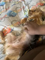 Yorkie, a male Yorkshire Terrier for sale in Colorado Springs, CO – 3 of 4