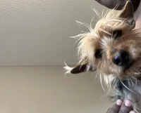 Yorkie, a male Yorkshire Terrier for sale in Colorado Springs, CO – 2 of 4