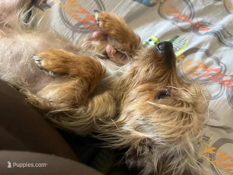 Yorkie – Yorkshire Terrier puppy for sale in Colorado Springs, CO
