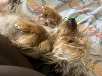 Yorkie, a male Yorkshire Terrier for sale in Colorado Springs, CO – 1 of 4