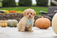 Sven, a male Cavapoo for sale in Sugarcreek, OH – 9 of 9