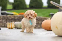 Sven, a male Cavapoo for sale in Sugarcreek, OH – 3 of 9