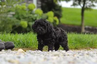 Odin, a male Cavapoo for sale in Sugarcreek, OH – 7 of 9
