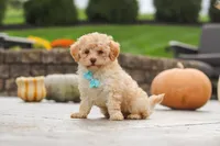 Sven, a male Cavapoo for sale in Sugarcreek, OH – 6 of 9