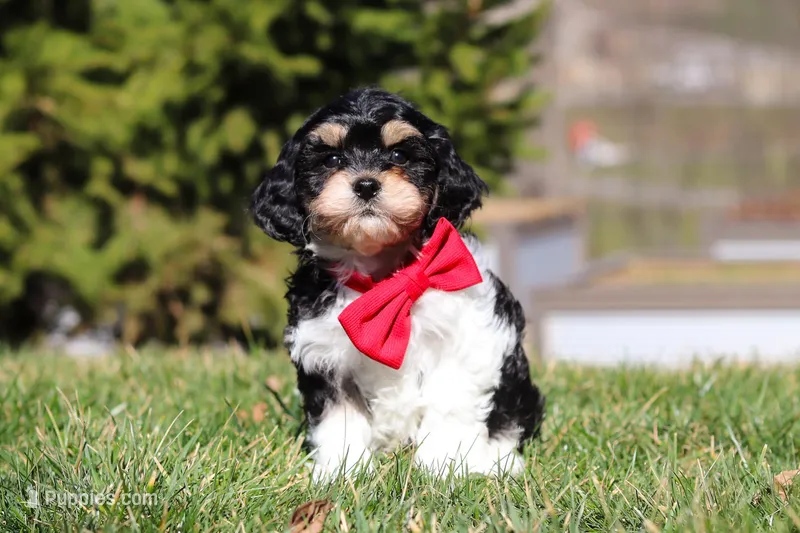 Henry – Cavapoo puppy for sale in Sugarcreek, OH