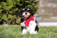 Henry, a male Cavapoo for sale in Sugarcreek, OH – Photo 1 of 10