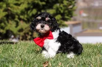 Henry, a male Cavapoo for sale in Sugarcreek, OH – Photo 3 of 10