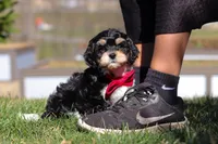 Henry, a male Cavapoo for sale in Sugarcreek, OH – Photo 7 of 10