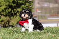 Henry, a male Cavapoo for sale in Sugarcreek, OH – Photo 6 of 10