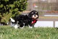 Henry, a male Cavapoo for sale in Sugarcreek, OH – Photo 10 of 10