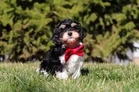 Henry, a male Cavapoo for sale in Sugarcreek, OH – Photo 8 of 10