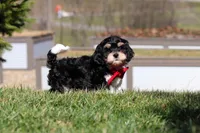 Henry, a male Cavapoo for sale in Sugarcreek, OH – Photo 2 of 10
