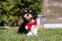 Henry, a male Cavapoo for sale in Sugarcreek, OH – Photo 4 of 10