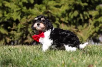 Henry, a male Cavapoo for sale in Sugarcreek, OH – Photo 5 of 10