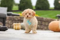 Sven, a male Cavapoo for sale in Sugarcreek, OH – 4 of 9