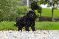 Odin, a male Cavapoo for sale in Sugarcreek, OH – 6 of 9