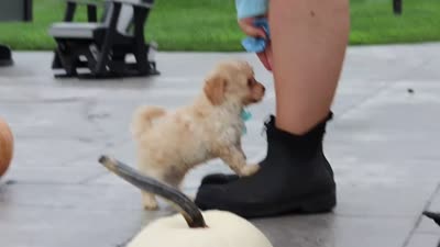 Sven, a male Cavapoo for sale in Sugarcreek, OH – 8 of 9