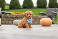 Cosby, a male Cavapoo for sale in Sugarcreek, OH – 7 of 10