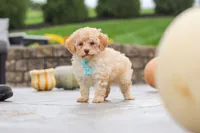Sven, a male Cavapoo for sale in Sugarcreek, OH – 2 of 9